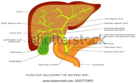 Gallstones Gallbladder Human Liver Gallbladder Anatomy Stock