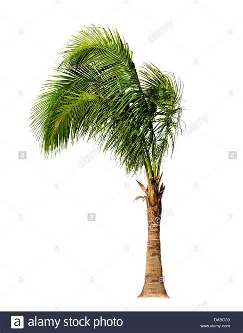 Palm Tree Isolated On White Background Stock Photo Alamy