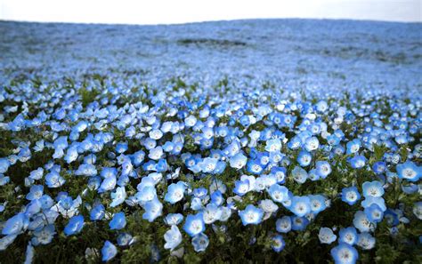 These Breathtaking Flower Fields Are Covered With Millions Of Blue