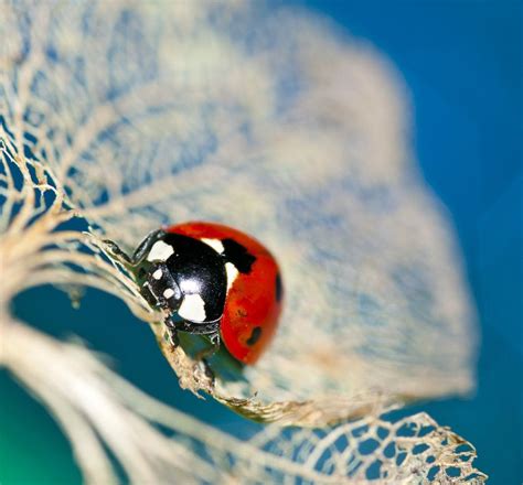 Resting Ladybug By Pqphotography On Deviantart Ladybug Online Art Gallery Art