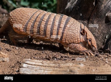 Yellow Armadillo Six Banded Armadillo Euphractus Sexcinctus