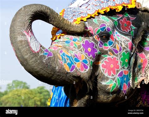 Painted Indian Elephants