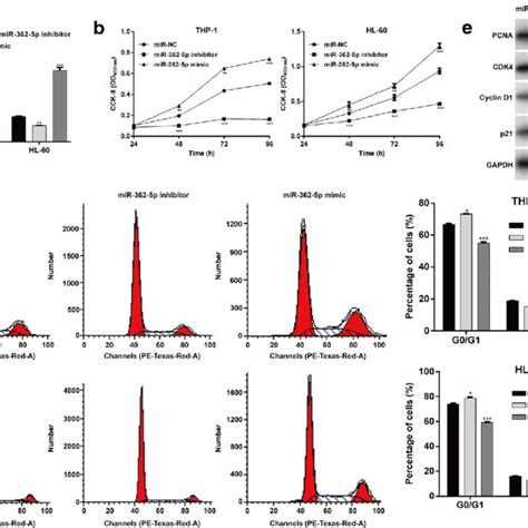 mir 362 5p promoted cell proliferation and cell cycle progression in download scientific
