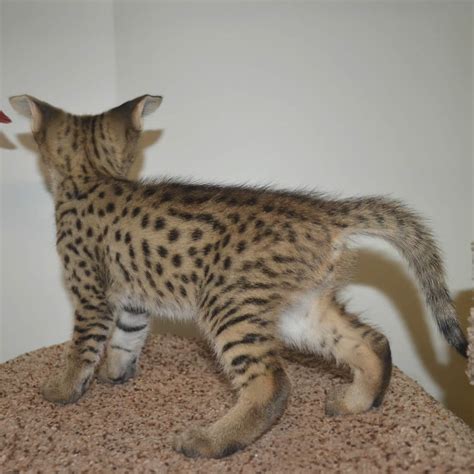 Certainly, savannah breeders and, we assume, other cat breeders, like to know about our potential homes for kittens. F2 Savannah Kittens Available in Ohio Savannah Cats Call ...