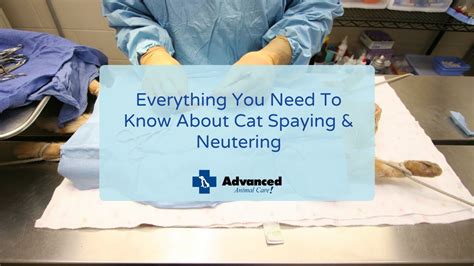 Everything You Need To Know About Cat Spaying And Neutering Youtube