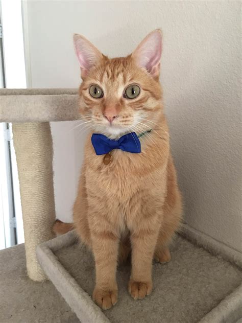 I Gave Dexter A Bow Tie He Looks So Classy Cats Cat Fashion Cat