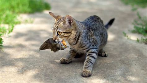 What Do Kittens Eat In The Wild Cat Meme Stock Pictures And Photos