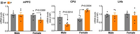 Sex And Brain Region Dependant Levels Of Ppp1r12b Mrna In Np Vs P