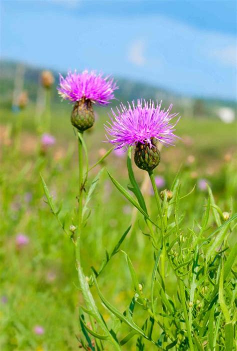 Silybum marianum has other common names including cardus marianus, milk thistle, blessed milkthistle, marian thistle, mary thistle, saint mary's thistle, mediterranean milk thistle, variegated thistle and scotch thistle (though not to be confused with onopordum acanthium or cirsium vulgare). Cardo mariano: proprietà e controindicazioni | DonnaD