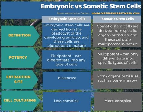 Difference Between Embryonic And Somatic Stem Cells Compare The
