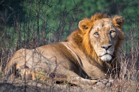 A Male Asiatic Lion In Gir Forest National Park India © Sumeet Moghe
