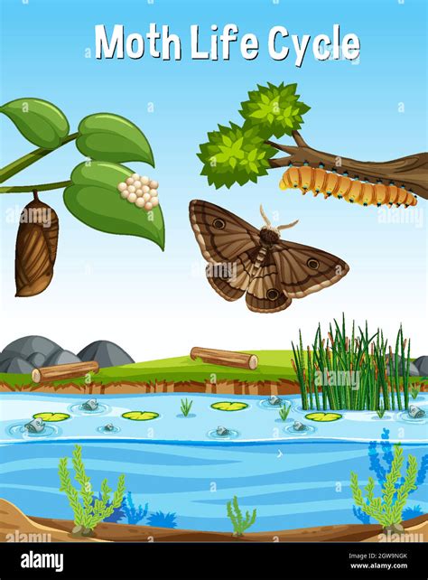 Scene With Moth Life Cycle Stock Vector Image And Art Alamy