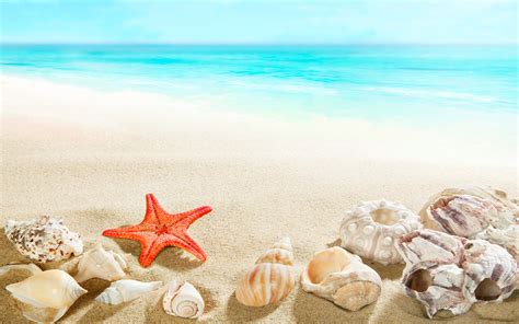 Photos Sea Stars Beaches Sea Nature Sand Shells 3840x2400