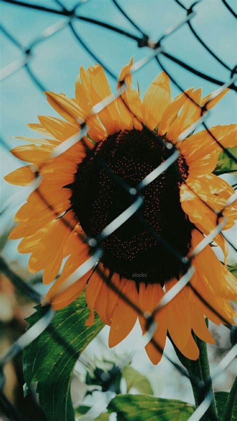Pin By ••katlyn•• On Sunflower Sunflower Iphone Wallpaper Sunflower