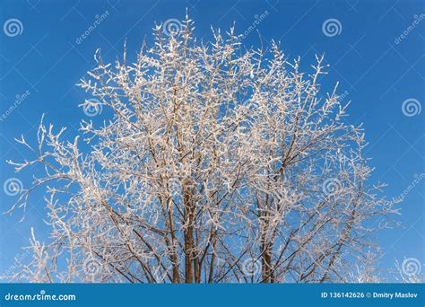 Aspens In Winter Stock Photo Image Of Beauty Trees 136142626