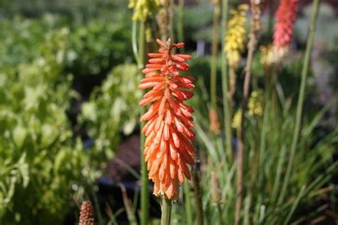 This perennial shrub is woody at its base and herbaceous up top, growing to two to four feet tall and about as wide. Kniphofia uveria 'Flamenco' Zone: 5-9 Height: 30" tall ...
