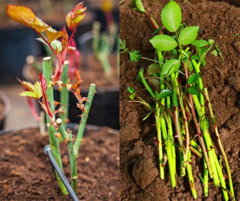 Roses can grow in a variety of climates depending on the type of rose you choose. How To Grow Roses From Cuttings