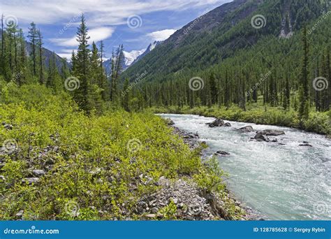 Altai Mountains The Shawla River Siberia Russia Stock Photo Image