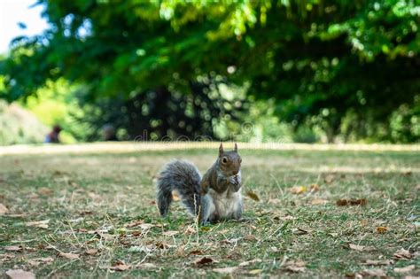 Squirrel On Hyde Park In London England Uk Stock Image Image Of