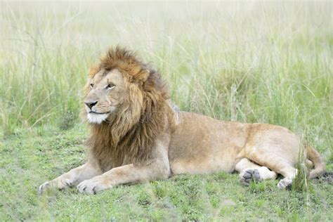 Male Lion Lying Down Stock Image Image Of Proud Carnivore 1037683