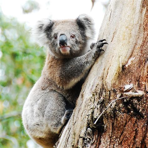 How A B Corp Helps Protect Australias Native Animals From Extinction