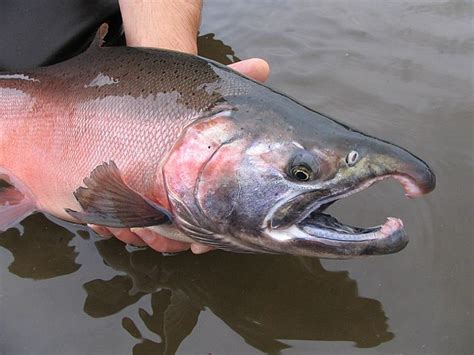 Salmon Fishing In Washington A Complete Guide Strike And Catch