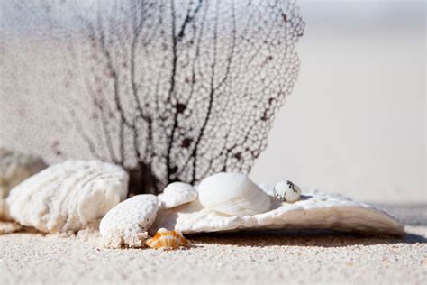 Shells And Corals On Beach Free Stock Photo Public Domain Pictures