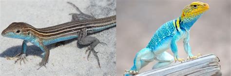 10 Types Of Lizards Found In Missouri Id Guide Bird Watching Hq