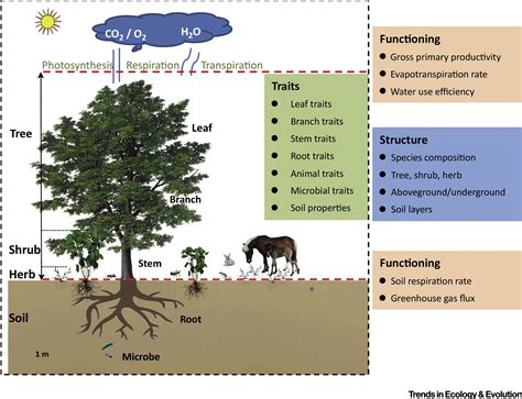 Ecosystem Traits Linking Functional Traits To Macroecology Trends In