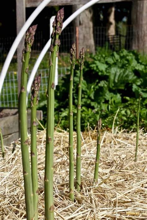 Here's everything you need to asparagus plants are monoecious, which means each individual asparagus plant is either male or female. Plant Asparagus From Bare Root Crowns | Homemade Food ...