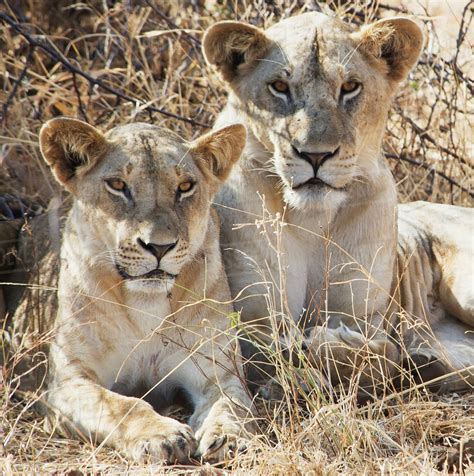 Two Female Lions Sitting In The Grass In Maasai Mara National Reserve