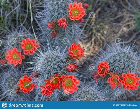 Orange Arizona Cactus Flowers In Desert Stock Image Image Of Flower