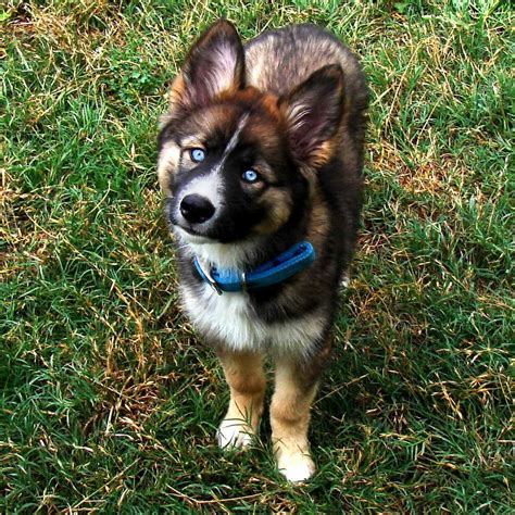 Collection by elegance best pug home. Border Collie Husky Mix For Sale | PETSIDI