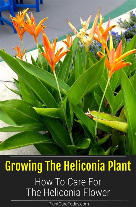 Growing The Heliconia Plant How To Care For The Heliconia Flower