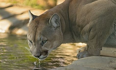 Cougar Images · Pixabay · Download Free Pictures