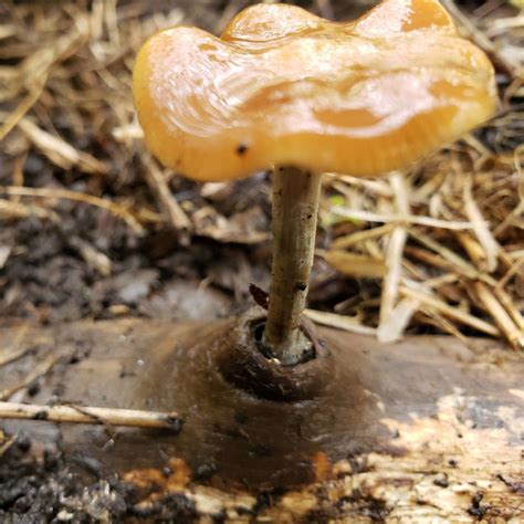 Gymnopilus Aeruginosus Lookalikes Mushroom Hunting And