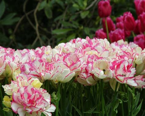 Tulip Belicia Bulbs — Buy Online At Farmer Gracy Uk