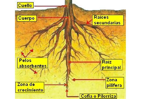 Las Partes De La Planta Junio 2015