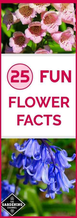 25 Fun Facts About Flowers Gardening Channel