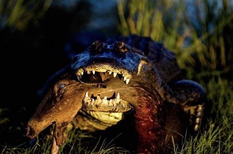 Gator With Deer Head In Its Mouth Rnatureismetal