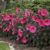 Here's another stunner from the summerific® series from walters gardens. Hibiscus 'French Vanilla' PPAF CPBRAF | Walters Gardens, Inc.