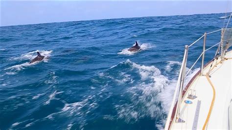 20 Dolphins Swimming Alongside Yacht Atlantic Ocean Ireland Youtube