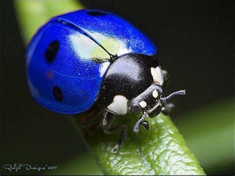 Bleue Beautiful Bugs Ladybug Lady Beetle