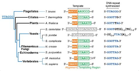 Evolution Of Telomeric Dna Repeat And Tr Template Sequences Left Download Scientific Diagram
