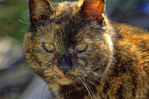 The Feral Life Compassion Cats Tortie Cat Face Up Close