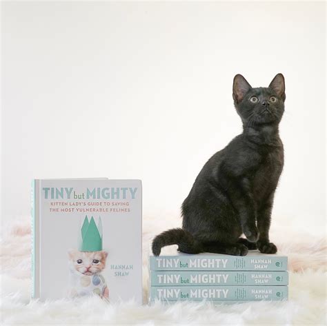 Kitten Lady X Meowingtons Book Giveaway