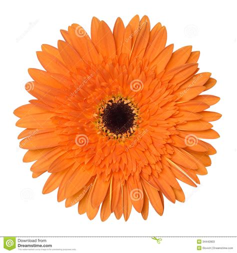Orange Gerbera Flower Isolated On White Background Stock Image Image