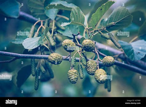 Grey Alder Tree Alnus Incana Fruits Ripening In Autumn At London