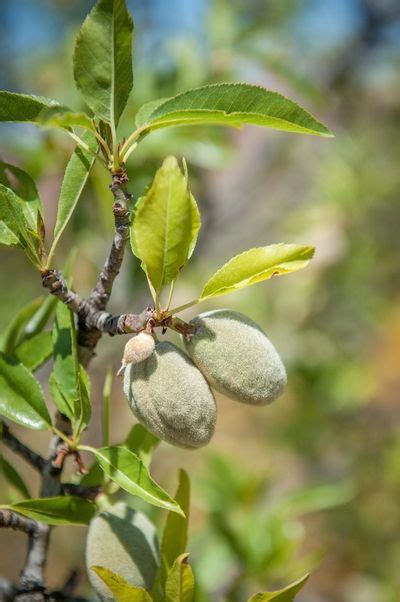 How Do Almonds Grow