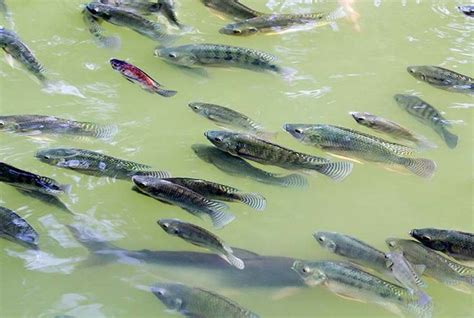 Freshwater fish farming can be started as a backyard project. Freshwater Fish Farming Tips For Homesteaders | Fish ...